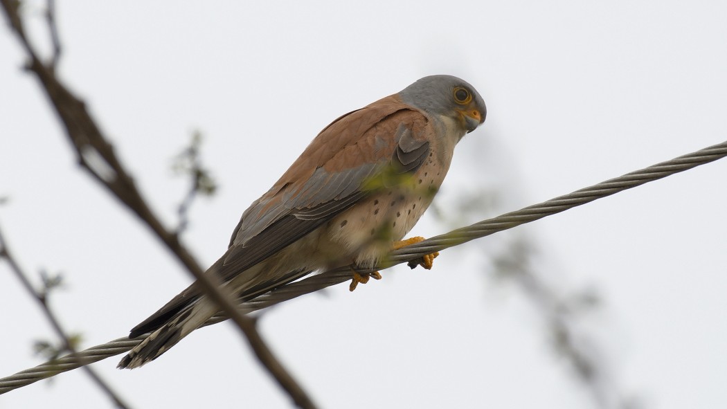 Lesser Kestrel