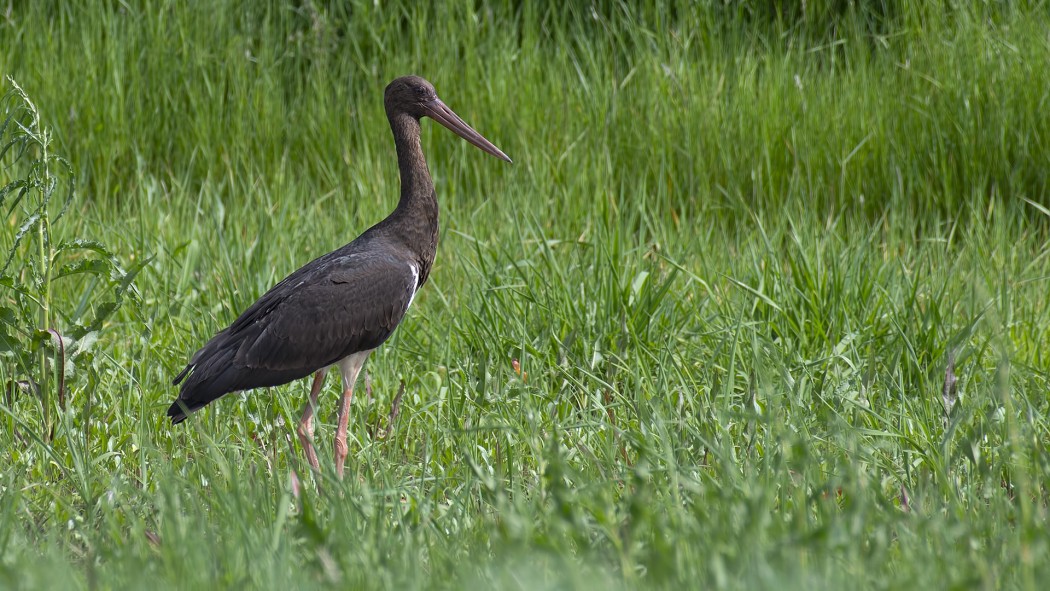 Black Stork