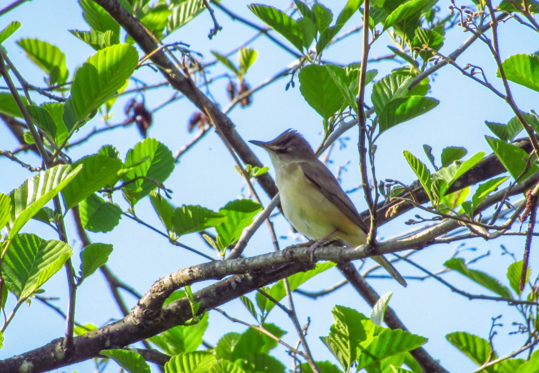 Great Reed Warbler