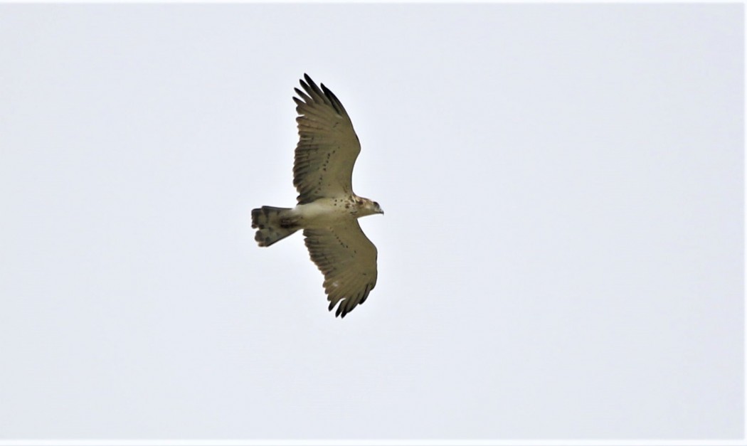 Short-toed Snake Eagle