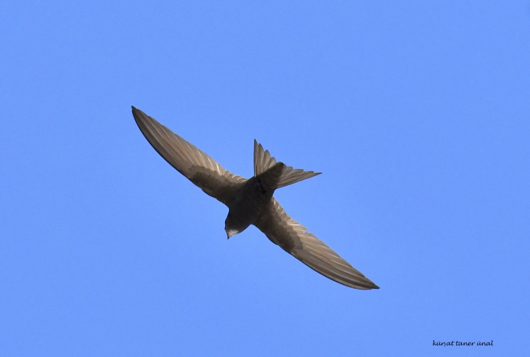 Pallid Swift
