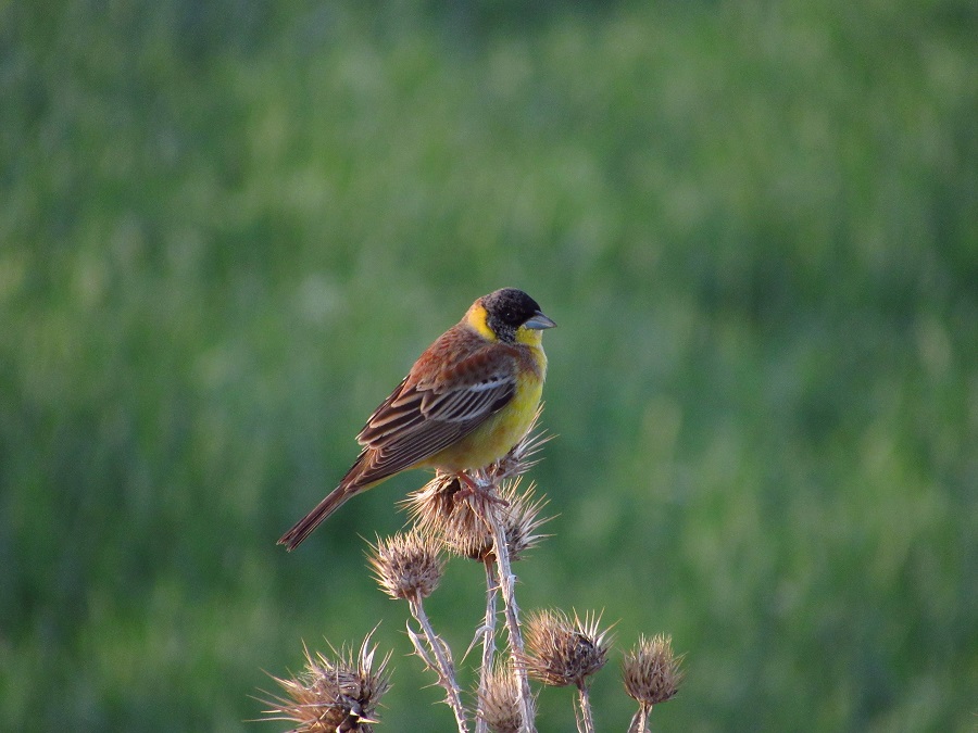 Black-headed Bunting