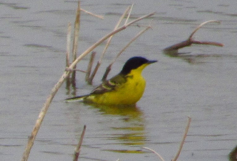 Western Yellow Wagtail