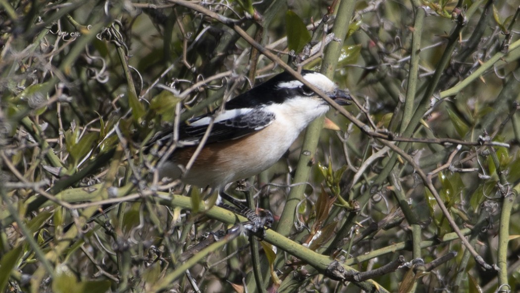 Masked Shrike
