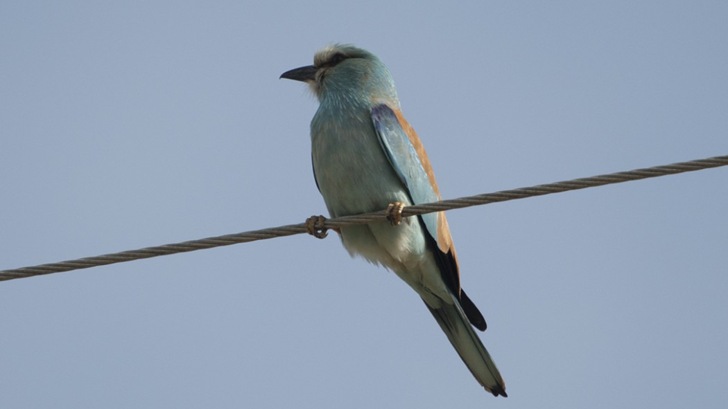 European Roller