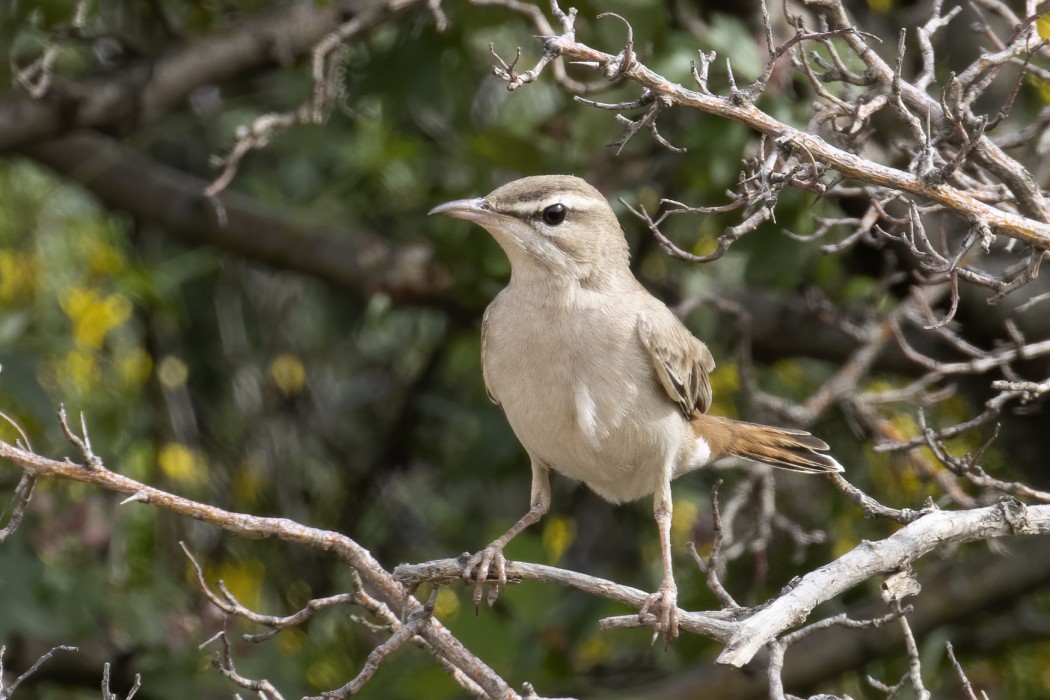 Rufous-tailed Scrub Robin