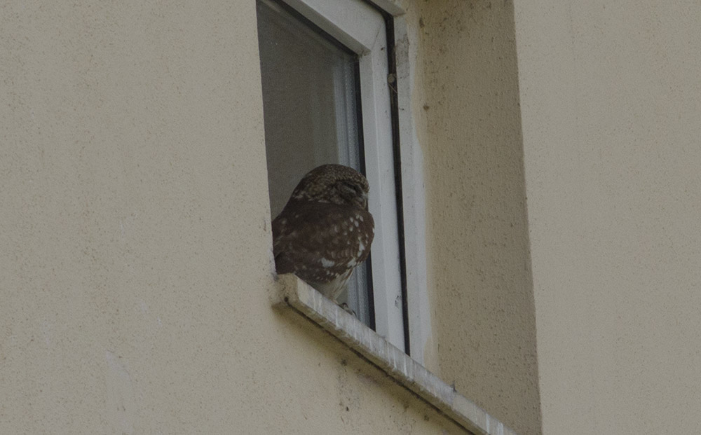Little Owl
