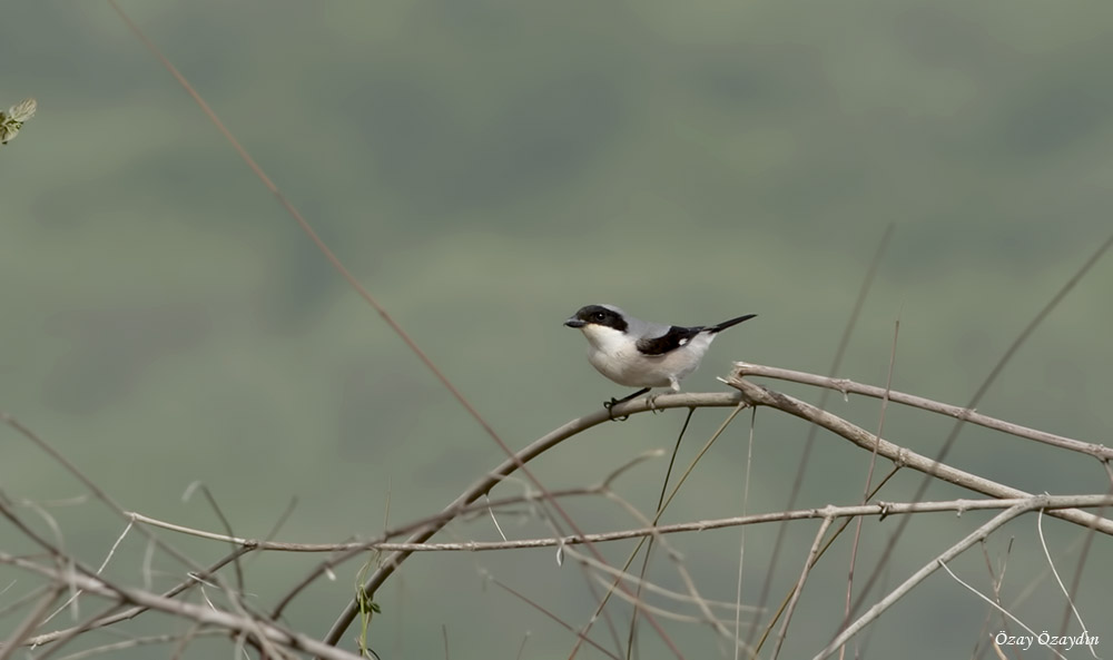 Lesser Grey Shrike