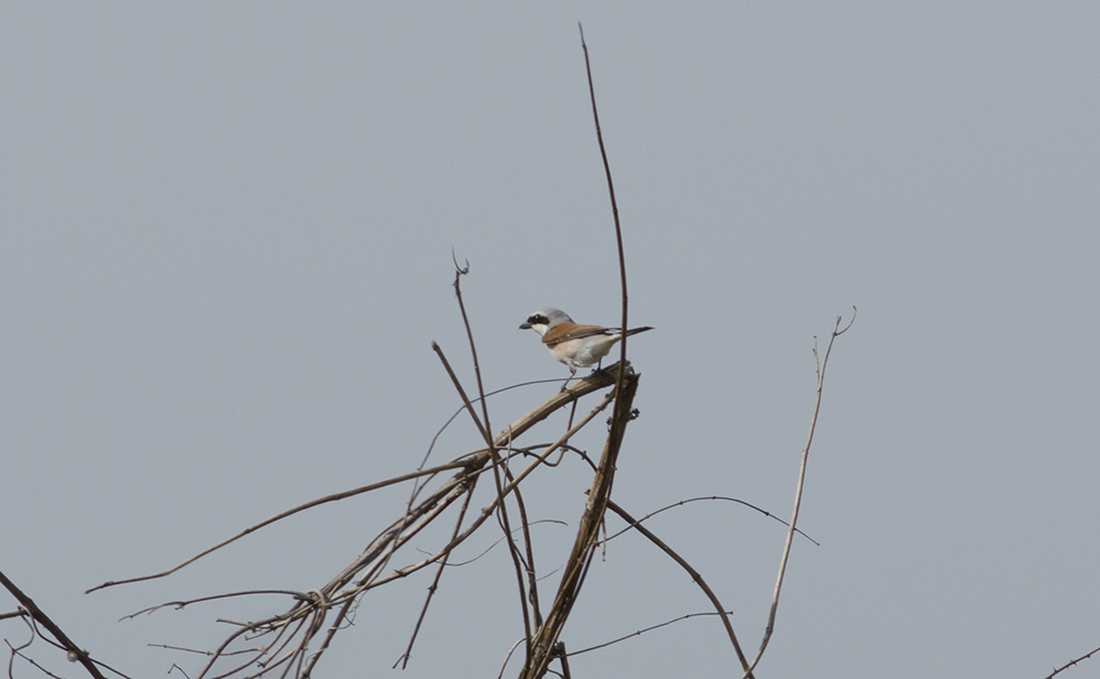 Red-backed Shrike
