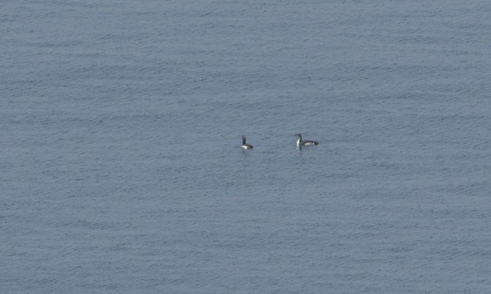 Black-throated Loon