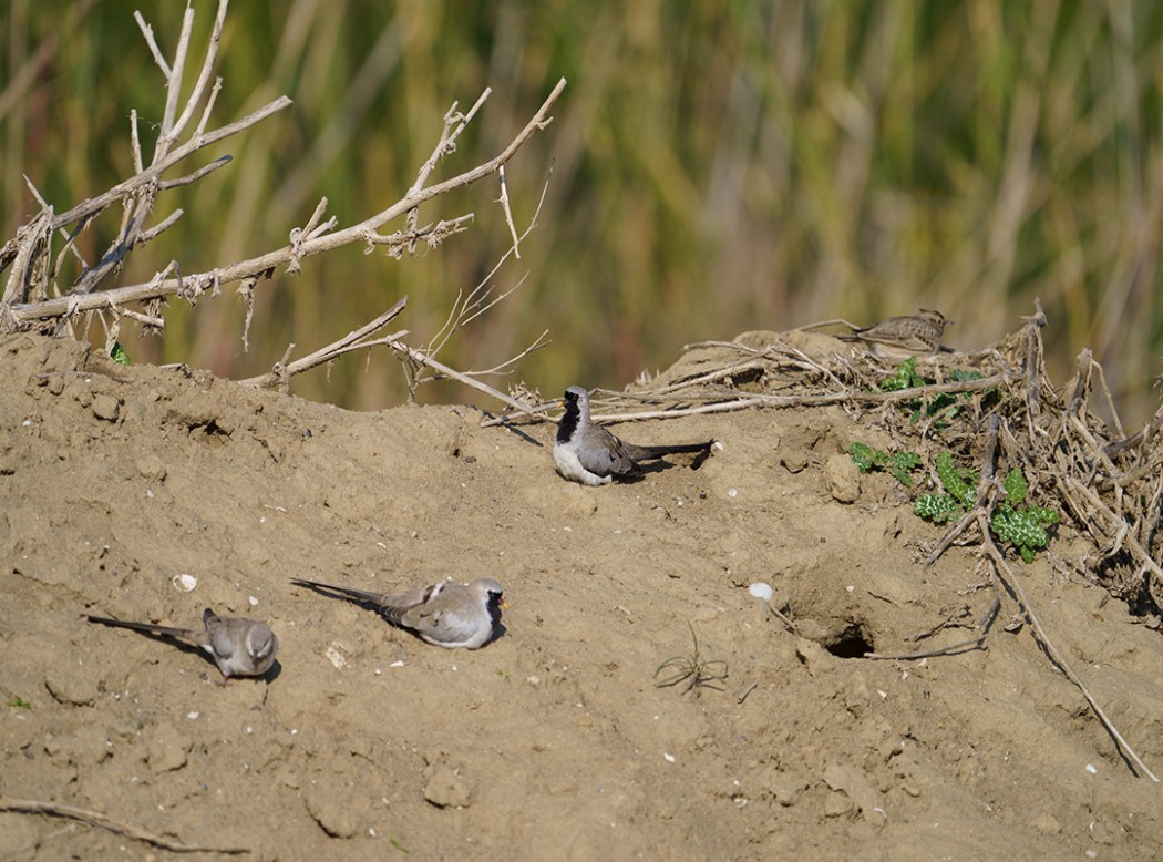 Namaqua Dove