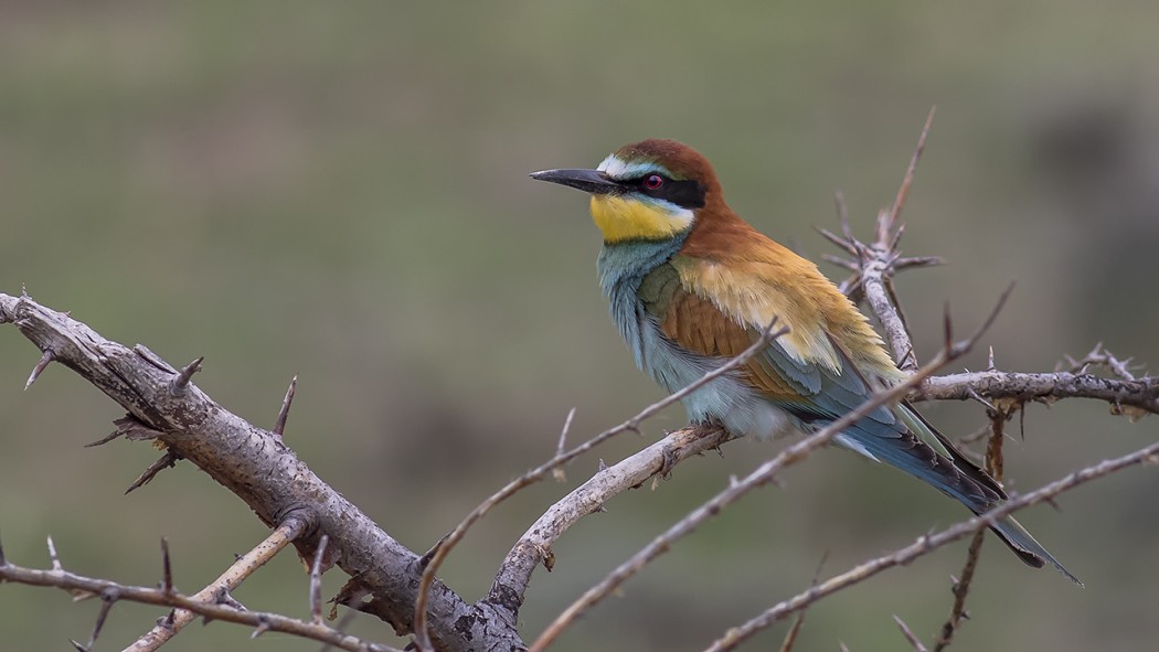 European Bee-eater