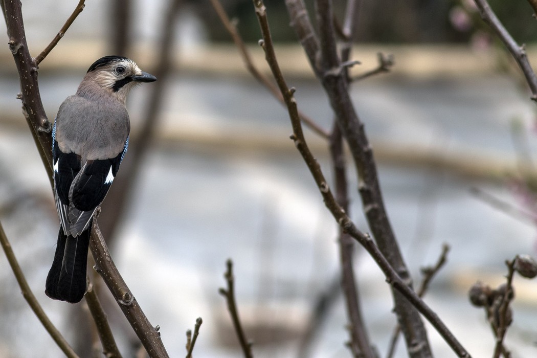 Eurasian Jay