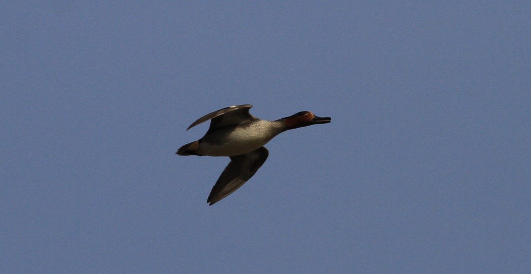 Eurasian Teal