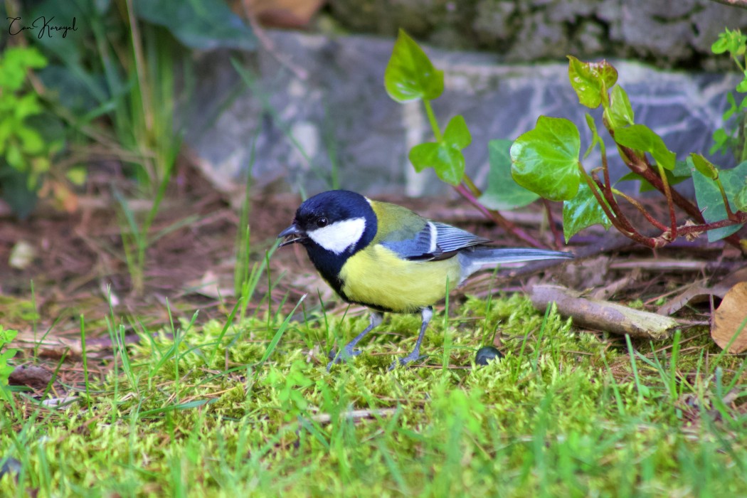Great Tit