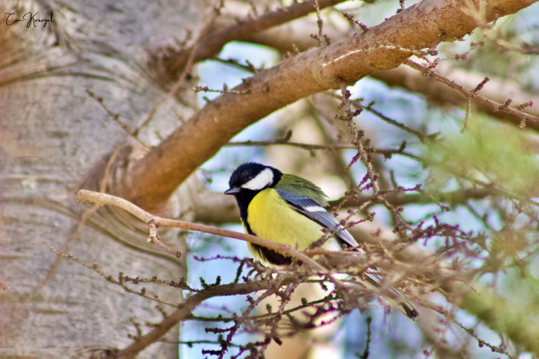 Great Tit