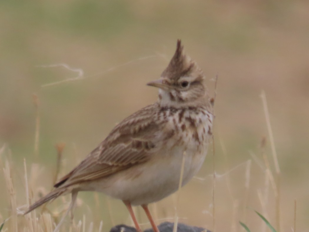 Crested Lark