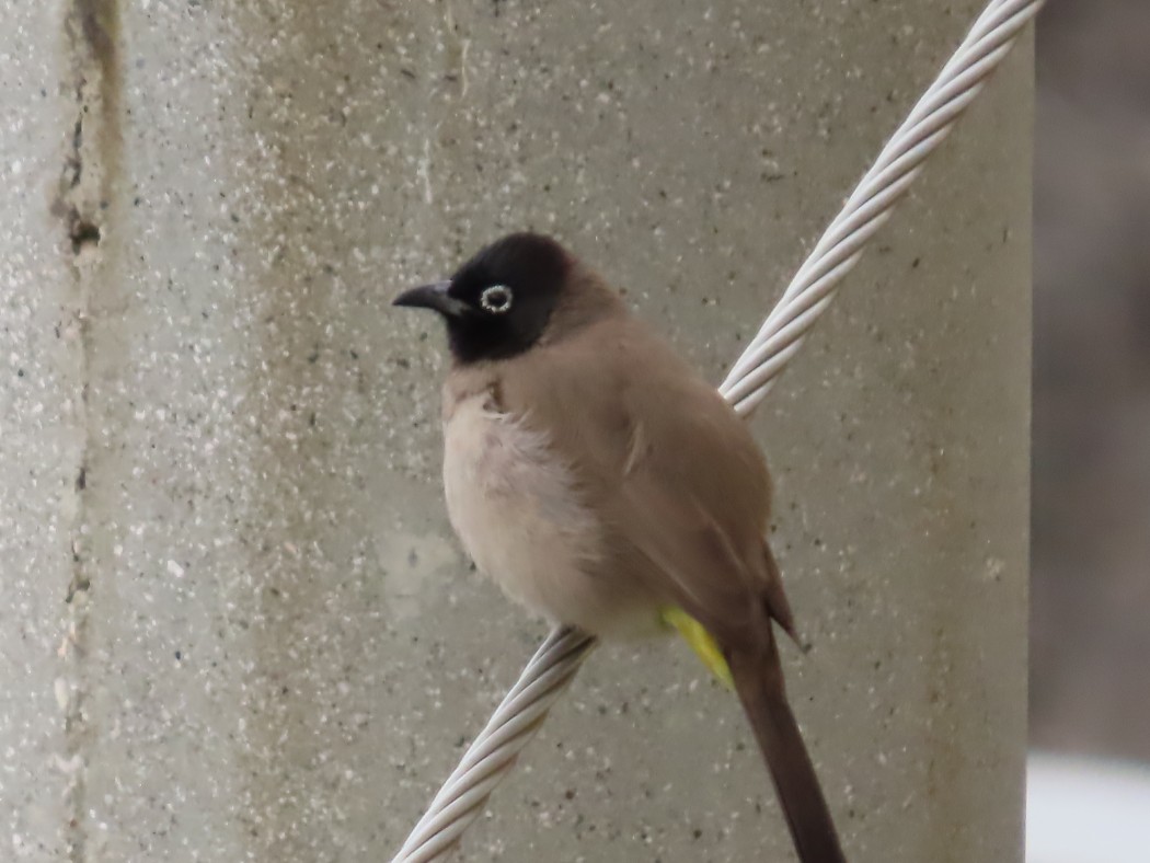 White-spectacled Bulbul