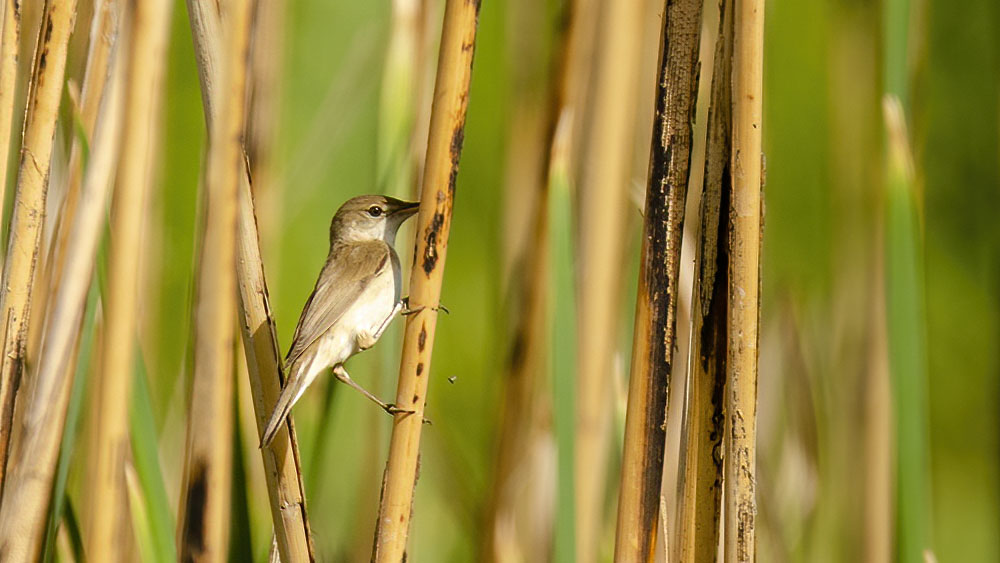 Common Reed Warbler