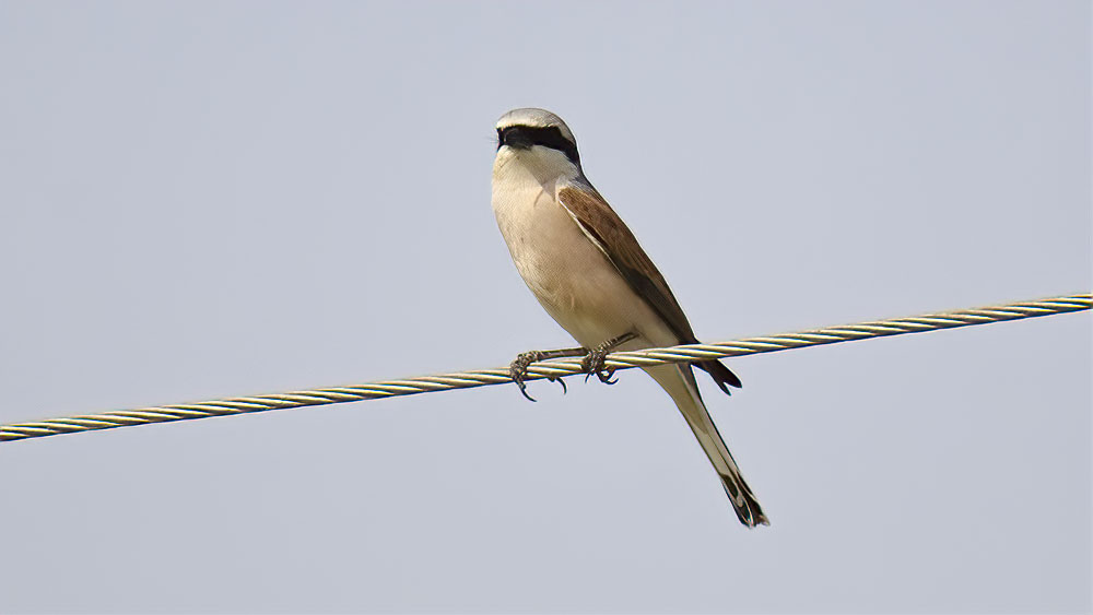 Red-backed Shrike