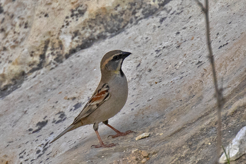 Dead Sea Sparrow