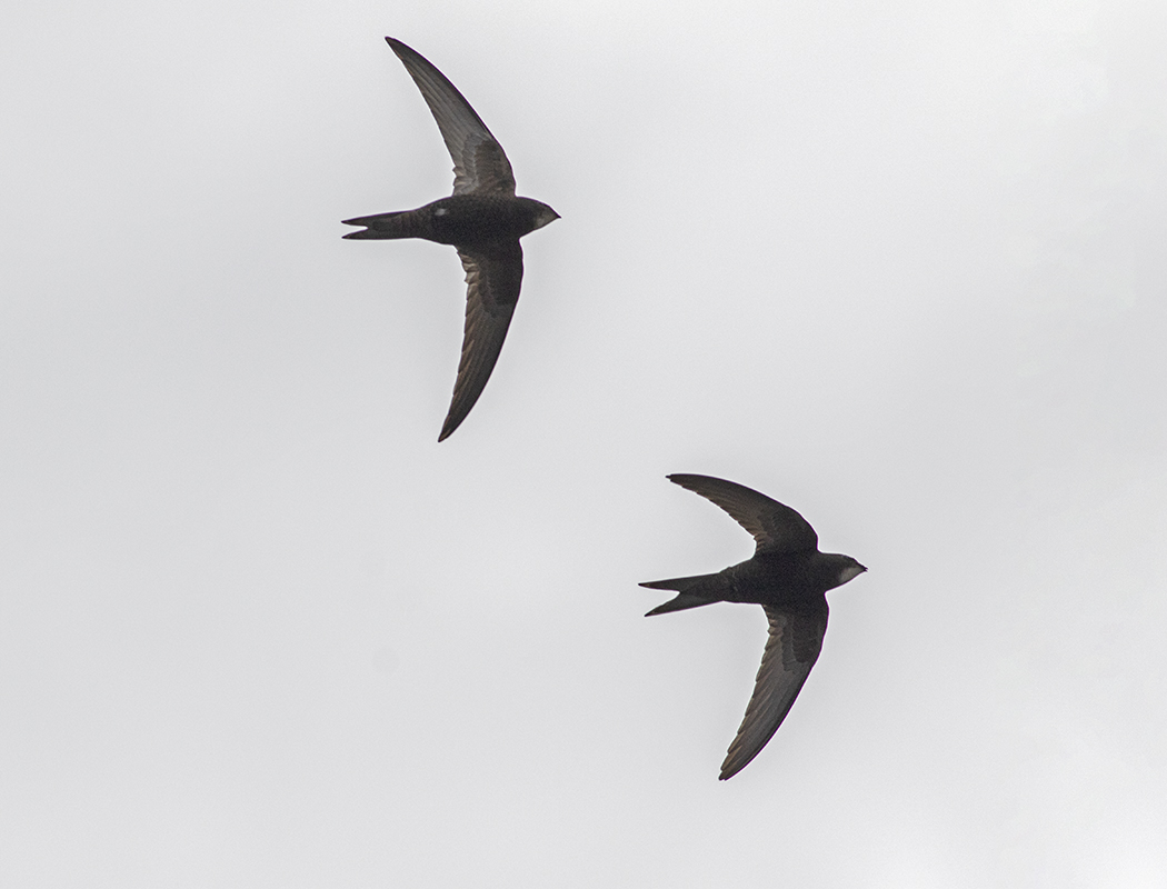Common Swift