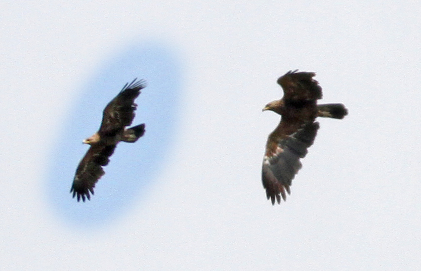 Steppe Eagle