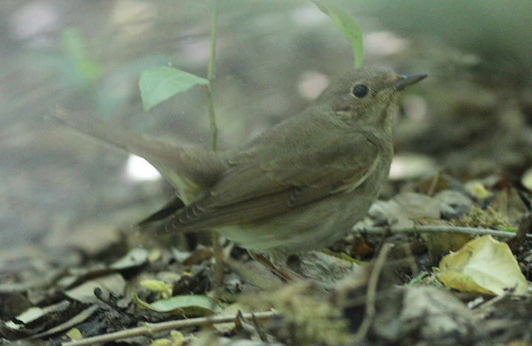 Thrush Nightingale