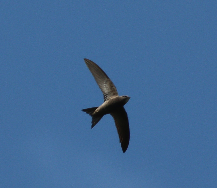 Pallid Swift
