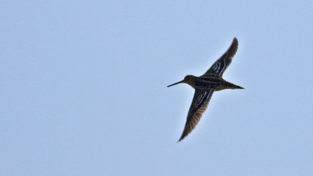 Great Snipe