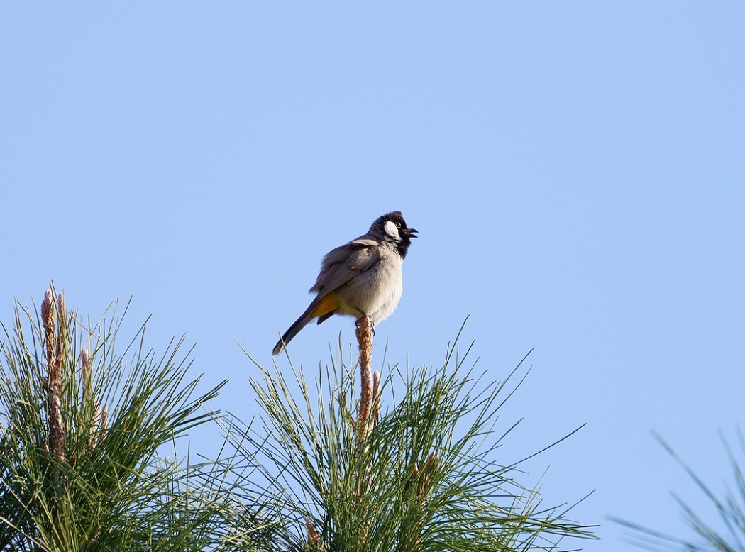 White-eared Bulbul
