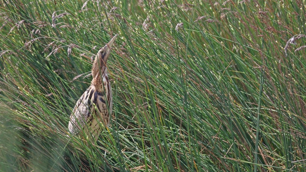 Eurasian Bittern