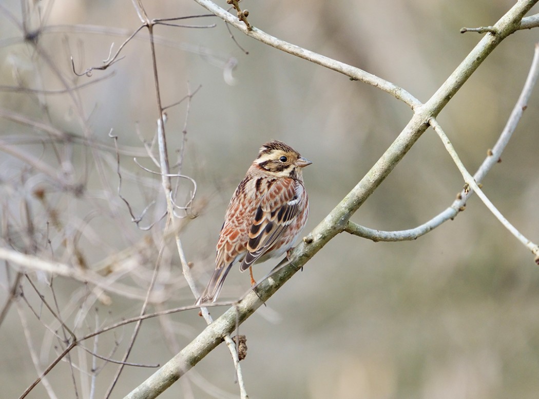 Rustic Bunting