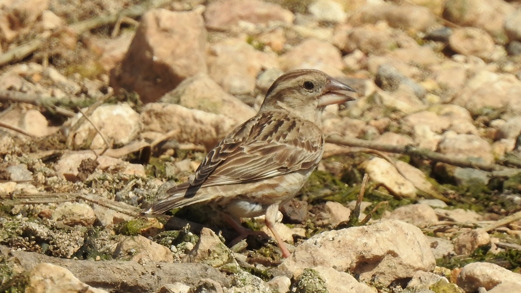 Rock Sparrow