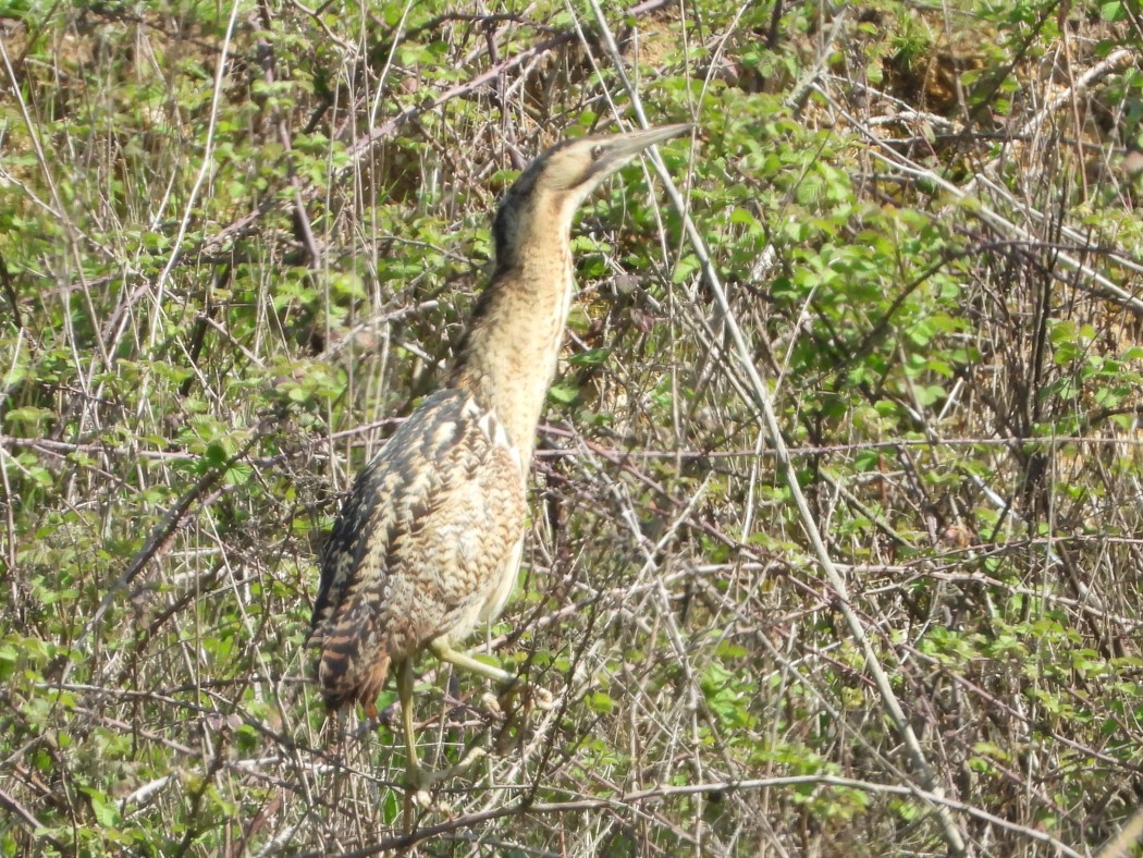 Eurasian Bittern