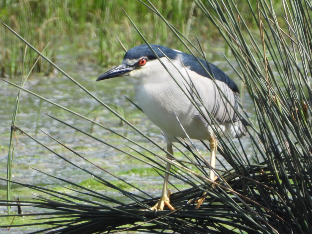 Black-crowned Night Heron