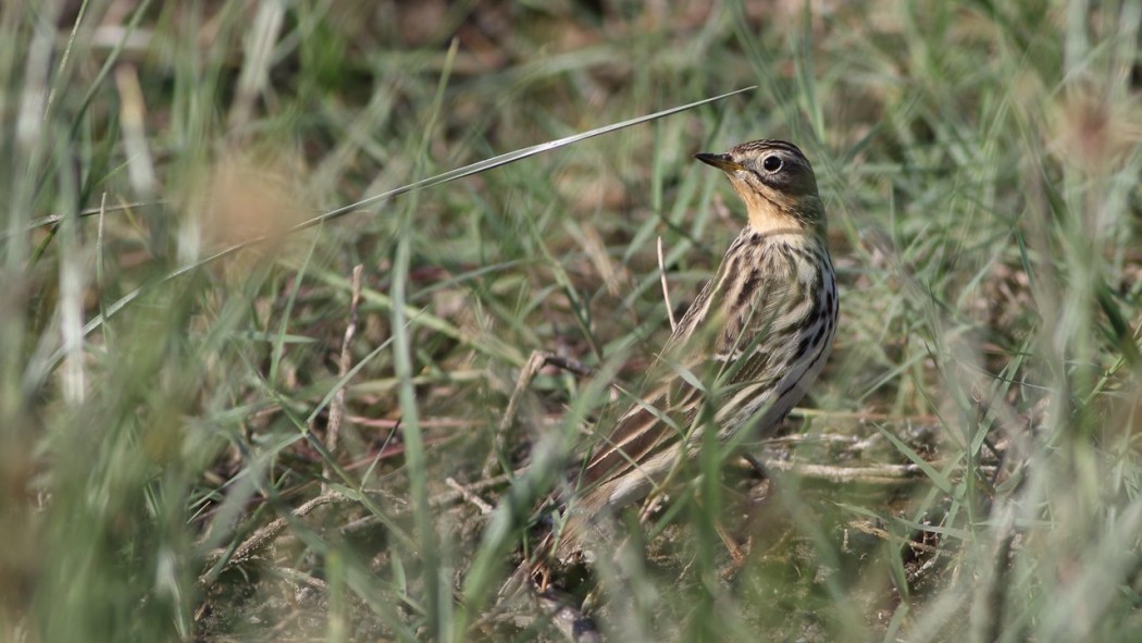 Red-throated Pipit