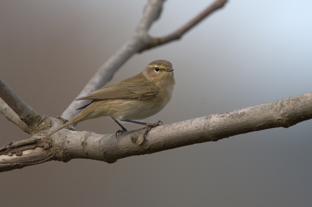 Common Chiffchaff