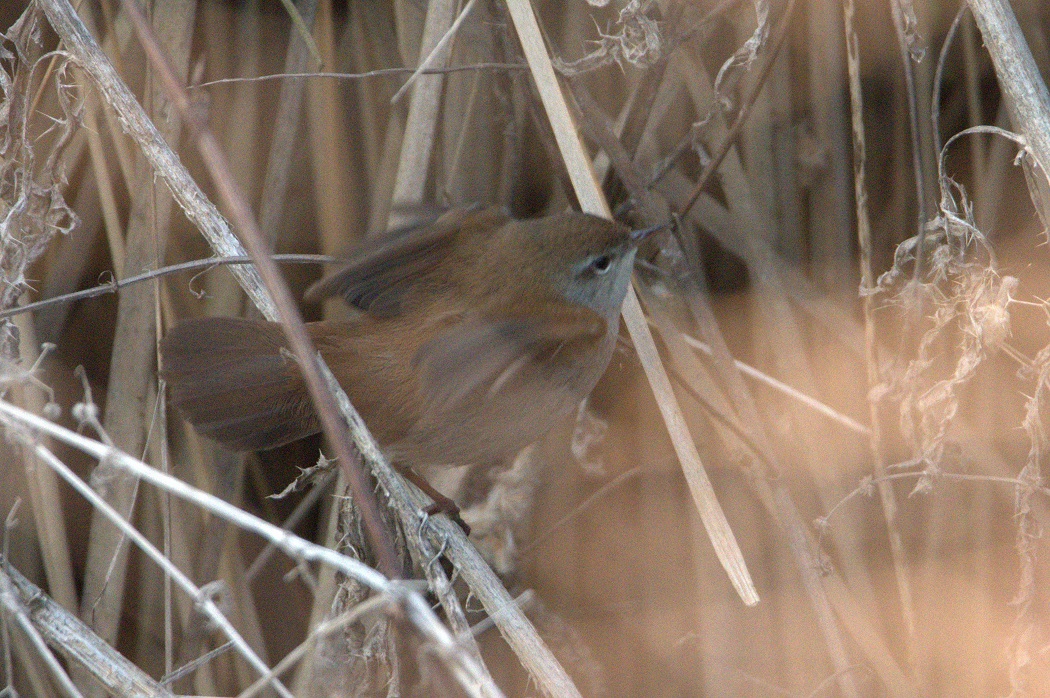 Cetti`s Warbler