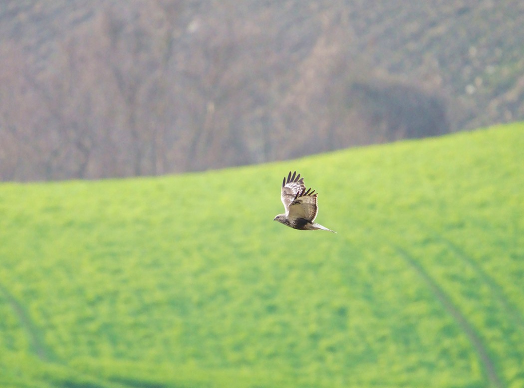Rough-legged Buzzard