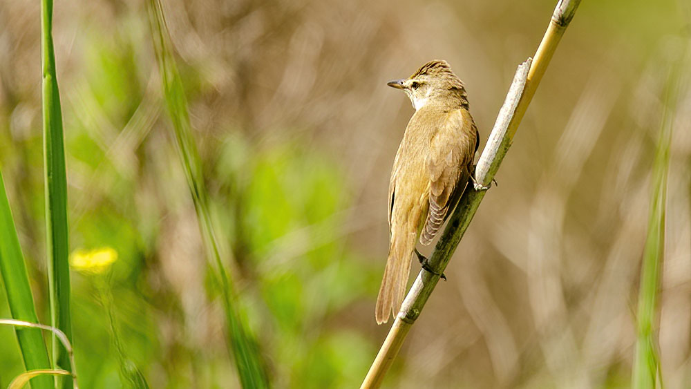 Great Reed Warbler