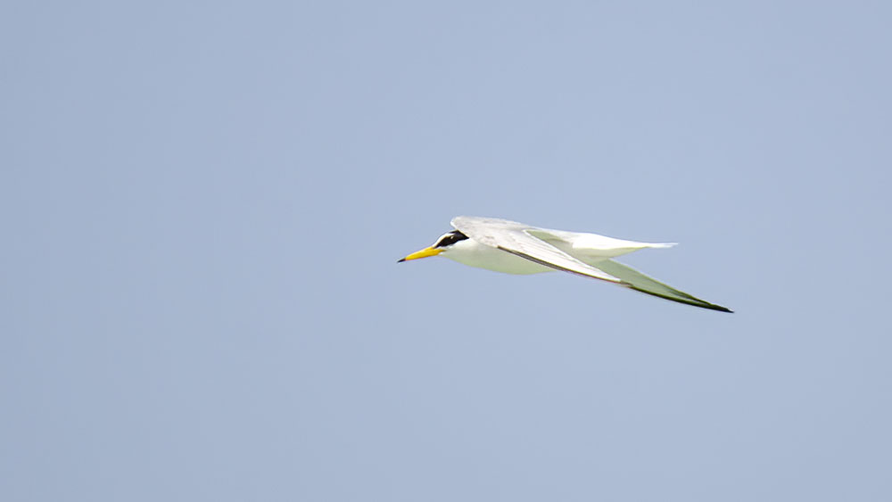 Little Tern