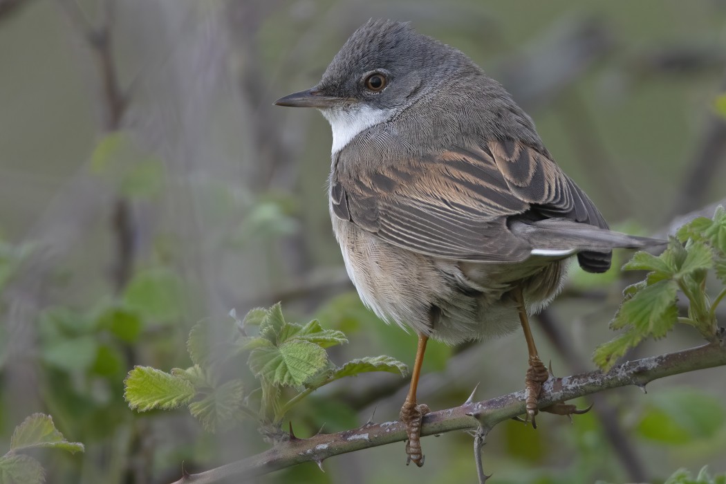 Common Whitethroat