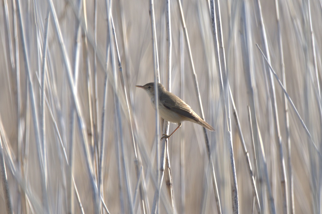 Common Reed Warbler