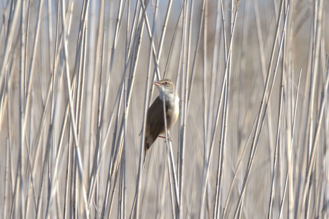 Great Reed Warbler