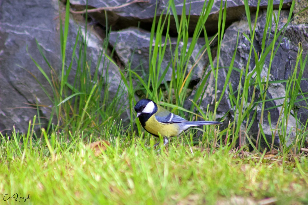 Great Tit