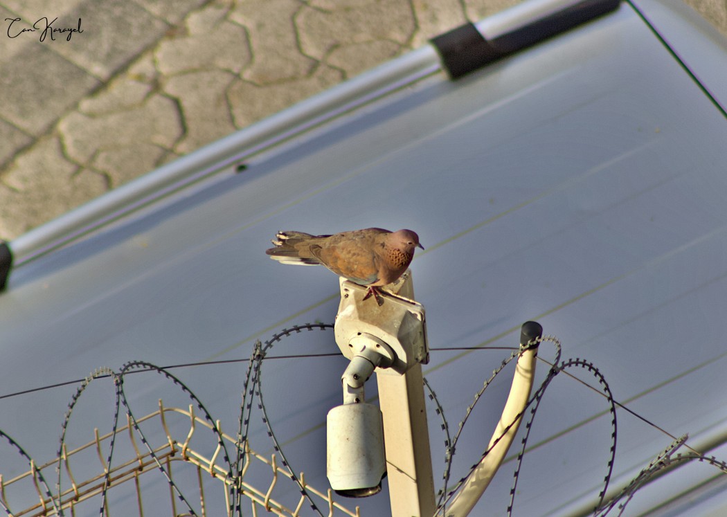 Laughing Dove