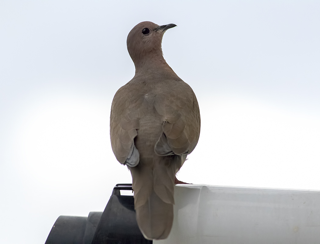 Laughing Dove