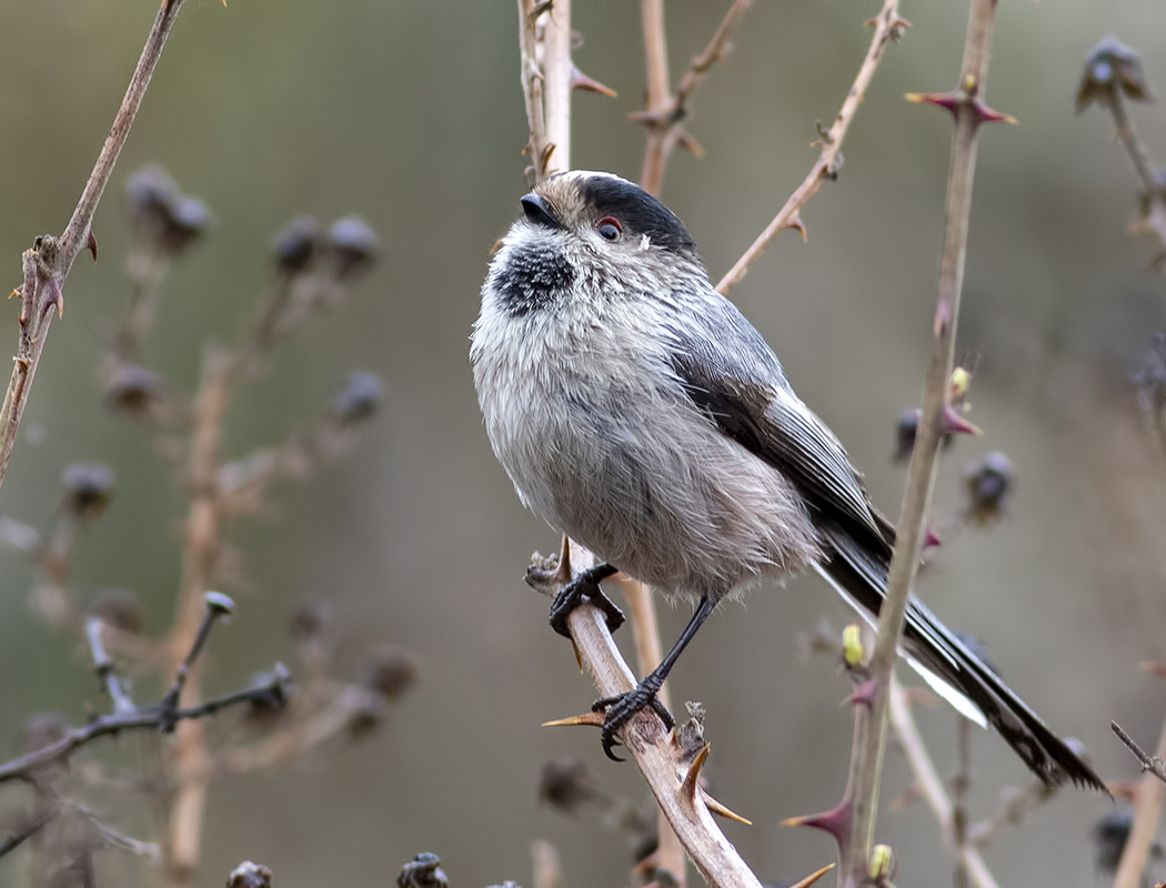 Long-tailed Tit