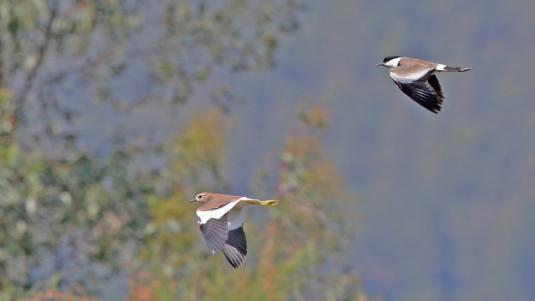 White-tailed Lapwing